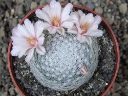 Mammillaria lenta, pot 6,5 cm