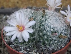 Mammillaria lenta, pot 6,5 cm
