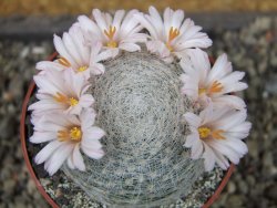 Mammillaria lenta, pot 6,5 cm