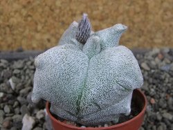 Asrophytum coahuilense Hakuran tricostatum, pot 5,5 cm