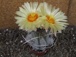 Astrophytum niveum, pot 7 cm