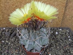 Astrophytum niveum, pot 7 cm