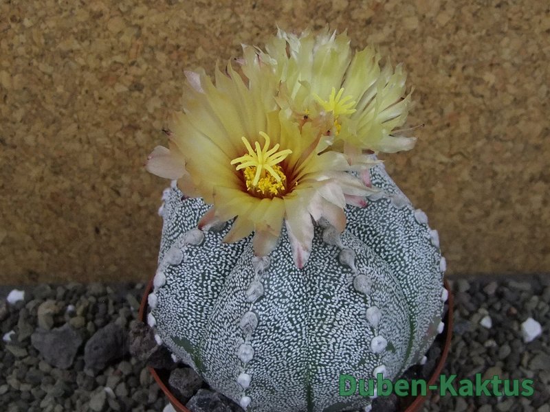 Astrophytum Hanazano Kabuto hybrid pot 10,5 cm