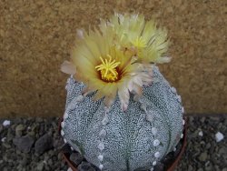 Astrophytum Hanazano Kabuto hybrid pot 10,5 cm