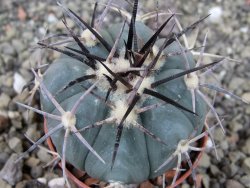 Echinocactus horizonthalonius El Pegueto Icamole pot 5,5 cm