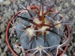 Echinocactus horizonthalonius El Pegueto Icamole pot 5,5 cm