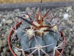 Echinocactus horizonthalonius El Pegueto Icamole pot 5,5 cm - 12403881