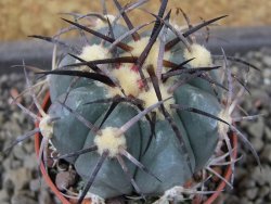 Echinocactus horizonthalonius El Pegueto Icamole pot 5,5 cm