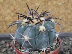 Echinocactus horizonthalonius El Pegueto Icamole pot 5,5 cm - 12403888