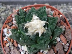Ariocarpus fissuratus hintonii Matehuala, pot 6,5 cm - 12403908
