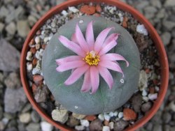 Lophophora fricii pot 5,5 cm