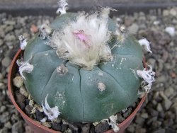 Lophophora williamsii pot 6,5 cm