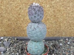 Tephrocactus geometricus pot 5,5 cm