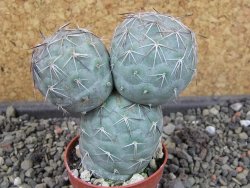 Tephrocactus geometricus pot 5,5 cm