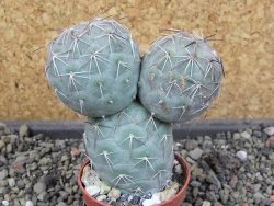 Tephrocactus geometricus pot 5,5 cm - 12403953
