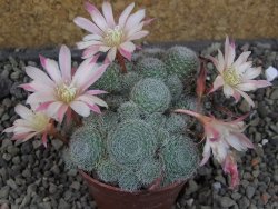 Rebutia sp. pot 6,5 cm