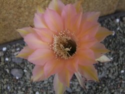 Echinopsis hybrid pot 5,5 cm