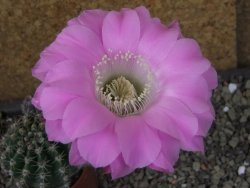 Echinopsis hybrid pot 5,5 cm