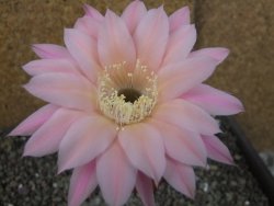 Echinopsis hybrid pot 5,5 cm