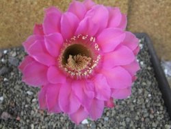 Echinopsis hybrid pot 5,5 cm