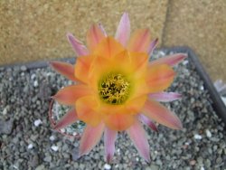 Echinopsis hybrid pot 5,5 cm
