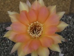 Echinopsis hybrid pot 7 cm