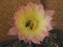 Echinopsis hybrid pot 9 cm