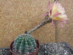 Echinopsis hybrid pot 9 cm - 12404028