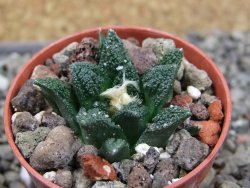 Ariocarpus fissuratus hintonii Matehuala pot 5,5 cm Cites IA - 12404042