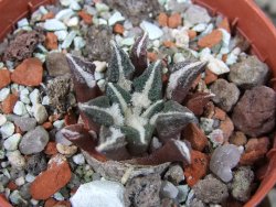 Ariocarpus kotschoubeyanus elephantidens Vista Hermosa pot 5,5 cm - 12404048