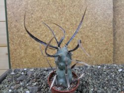 Tephrocactus articulatus black spine pot 5,5 cm - 12404068