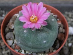 Lophophora fricii pot 5,5 cm