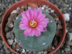 Lophophora fricii pot 5,5 cm - 12404108