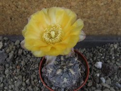 Acanthocalycium glaucum pot 5,5 cm