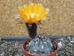 Acanthocalycium glaucum pot 5,5 cm - 12404116