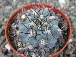 Acanthocalycium glaucum pot 5,5 cm - 12404118