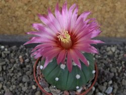 Astrophytum asterias X red flower oibo, pot 5,5 cm