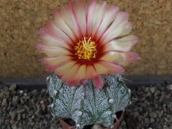 Astrophytum capricorne X red flower oibo, pot 5,5 cm