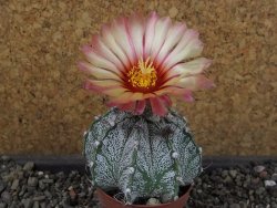 Astrophytum capricorne X red flower oibo, pot 5,5 cm - 12404145