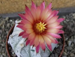 Astrophytum hanazano X red flower oibo, pot 9 cm - 12404161