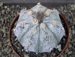 Astrophytum hanazano X red flower oibo, pot 9 cm - 12404167