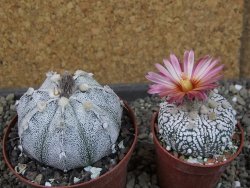 Astrophytum hanazano X red flower oibo, pot 9 cm - 12404168