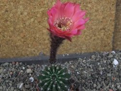 Echinopsis hybrid pot 5,5 cm