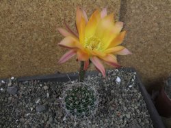 Echinopsis hybrid pot 5,5 cm - 12404203