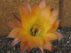 Echinopsis hybrid pot 5,5 cm - 12404204
