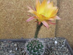 Echinopsis hybrid pot 5,5 cm - 12404205