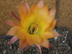 Echinopsis hybrid pot 5,5 cm