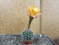 Echinopsis hybrid pot 5,5 cm - 12404207