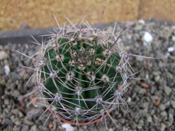 Echinopsis hybrid pot 5,5 cm - 12404208