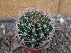Echinopsis hybrid pot 5,5 cm - 12404209